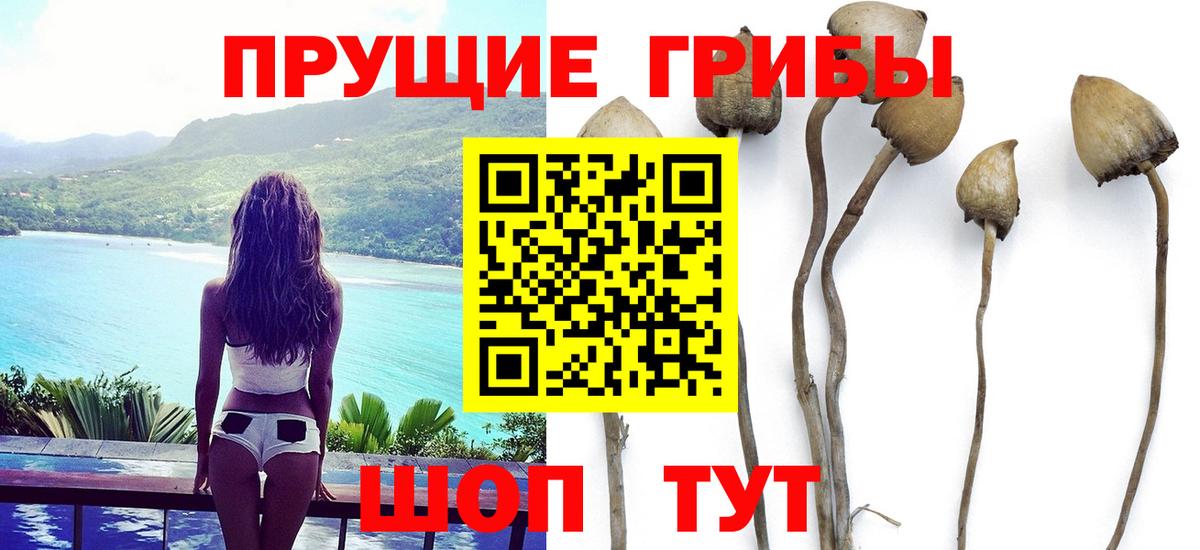 Псилоцибиновые грибы Cubensis  Вход с VPN  Отрадный 